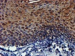 PDSS2 Monoclonal Antibody (OTI1C11), TrueMAB , OriGene 30 &mu;L; Unconjugated:Antibodies,