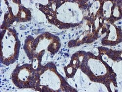 PDSS2 Monoclonal Antibody (OTI1C11), TrueMAB , OriGene 30 &mu;L; Unconjugated:Antibodies,