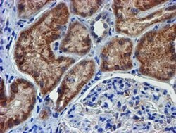 PDSS2 Monoclonal Antibody (OTI1C11), TrueMAB , OriGene 30 &mu;L; Unconjugated:Antibodies,