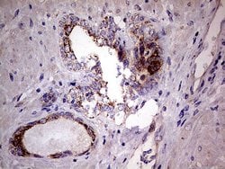 PDSS2 Mouse anti-Human, Clone: UMAB177, liquid, UltraMAB 100 &mu;L; Unconjugated:Antibodies,