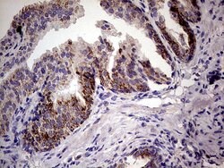 PDSS2 Mouse anti-Human, Clone: UMAB177, liquid, UltraMAB 100 &mu;L; Unconjugated:Antibodies,