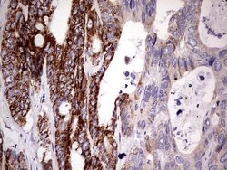 PDSS2 Mouse anti-Human, Clone: UMAB177, liquid, UltraMAB 100 &mu;L; Unconjugated:Antibodies,