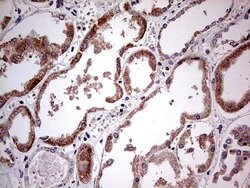 PDSS2 Mouse anti-Human, Clone: UMAB177, liquid, UltraMAB 100 &mu;L; Unconjugated:Antibodies,