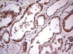 PDSS2 Mouse anti-Human, Clone: UMAB177, lyophilized, UltraMAB 100 &mu;g;