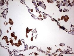 PDSS2 Mouse anti-Human, Clone: UMAB177, liquid, UltraMAB 100 &mu;L; Unconjugated:Antibodies,