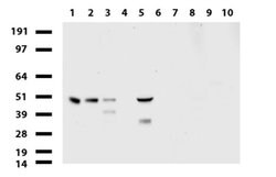 PDSS2 Mouse anti-Human, Clone: UMAB177, liquid, UltraMAB 100 &mu;L; Unconjugated:Antibodies,