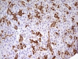 PDX1 Monoclonal Antibody (OTI3H3), TrueMAB , OriGene 100 &mu;L; Unconjugated:Antibodies,