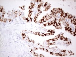 PDX1 Monoclonal Antibody (OTI3H3), TrueMAB , OriGene:Antibodies:Primary