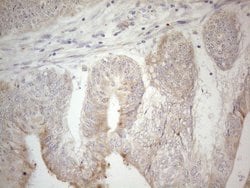 PDX1 Monoclonal Antibody (OTI3H3), TrueMAB , OriGene 100 &mu;L; Unconjugated:Antibodies,