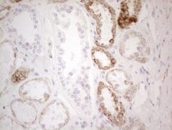 PDX1 Monoclonal Antibody (OTI3H3), TrueMAB , OriGene 100 &mu;L; Unconjugated:Antibodies,