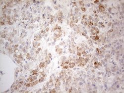 PDX1 Monoclonal Antibody (OTI3H3), TrueMAB , OriGene 100 &mu;L; Unconjugated:Antibodies,