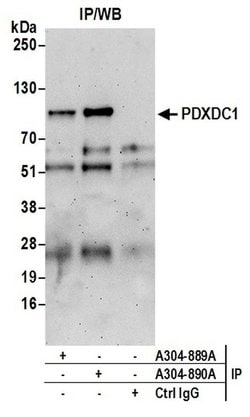 PDXDC1 Rabbit anti-Human, Polyclonal, Bethyl Laboratories 100 &mu;L; Unconjugated:Antibodies,