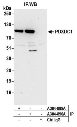 PDXDC1 Rabbit anti-Human, Polyclonal, Bethyl Laboratories 10 &mu;L; Unconjugated:Antibodies,