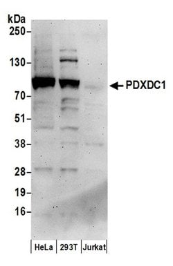 PDXDC1 Rabbit anti-Human, Polyclonal, Bethyl Laboratories 100 &mu;L; Unconjugated:Antibodies,