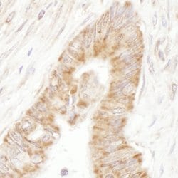 PDZ-GEF1 Rabbit anti-Human, Mouse, Polyclonal, Bethyl Laboratories 100