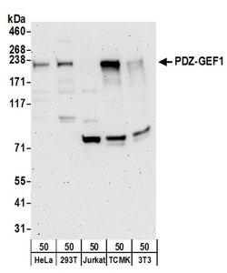 PDZ-GEF1 Rabbit anti-Human, Mouse, Polyclonal, Bethyl Laboratories 100