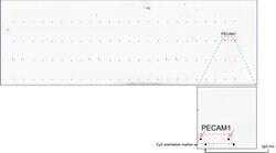 PECAM1 Mouse anti-Human, Clone: UMAB29, liquid, UltraMAB 100 &mu;L; Unconjugated:Antibodies,