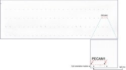 PECAM1 Mouse anti-Human, Clone: UMAB30, liquid, UltraMAB 30 &mu;L; Unconjugated:Antibodies,
