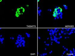 PECAM1 Monoclonal Antibody (OTI1H6), TrueMAB , OriGene:Antibodies:Primary
