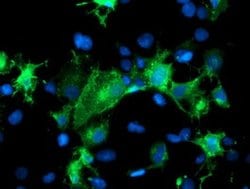 PECAM1 Mouse anti-Human, Clone: OTI2E4, liquid, TrueMAB 30 &mu;L; Unconjugated:Antibodies,