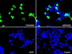 PECAM1 Monoclonal Antibody (OTI1D2), TrueMAB , OriGene:Antibodies:Primary