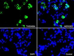 PECAM1 Monoclonal Antibody (OTI3H2), TrueMAB , OriGene:Antibodies:Primary