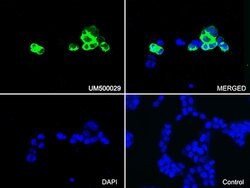 PECAM1 Mouse anti-Human, Clone: UMAB29, liquid, UltraMAB 100 &mu;L; Unconjugated:Antibodies,