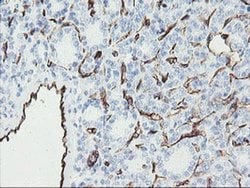 PECAM1 Monoclonal Antibody (OTI1B10), TrueMAB , OriGene 100 &mu;L; Unconjugated:Antibodies,