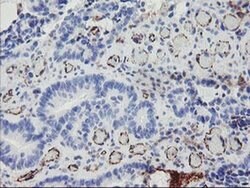 PECAM1 Monoclonal Antibody (OTI1B10), TrueMAB , OriGene 100 &mu;L; Unconjugated:Antibodies,