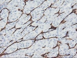 PECAM1 Monoclonal Antibody (OTI1B10), TrueMAB , OriGene 100 &mu;L; Unconjugated:Antibodies,