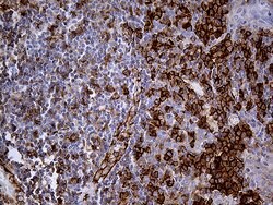 PECAM1 Monoclonal Antibody (OTI2C6), TrueMAB , OriGene 30 &mu;L; Unconjugated:Antibodies,