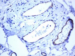 PECAM1 Monoclonal Antibody (OTI1F9), TrueMAB , OriGene 100 &mu;L; Unconjugated:Antibodies,