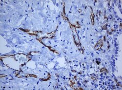 PECAM1 Monoclonal Antibody (OTI1F9), TrueMAB , OriGene 100 &mu;L; Unconjugated:Antibodies,