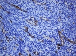 PECAM1 Monoclonal Antibody (OTI1F9), TrueMAB , OriGene 100 &mu;L; Unconjugated:Antibodies,