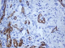 PECAM1 Monoclonal Antibody (OTI1F9), TrueMAB , OriGene 100 &mu;L; Unconjugated:Antibodies,