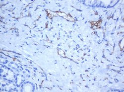 PECAM1 Monoclonal Antibody (OTI1F9), TrueMAB , OriGene 100 &mu;L; Unconjugated:Antibodies,