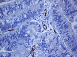 PECAM1 Monoclonal Antibody (OTI1F9), TrueMAB , OriGene 100 &mu;L; Unconjugated:Antibodies,