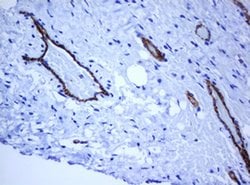 PECAM1 Monoclonal Antibody (OTI1F9), TrueMAB , OriGene 100 &mu;L; Unconjugated:Antibodies,