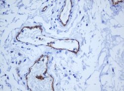 PECAM1 Monoclonal Antibody (OTI1F9), TrueMAB , OriGene 100 &mu;L; Unconjugated:Antibodies,