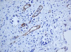 PECAM1 Monoclonal Antibody (OTI1F9), TrueMAB , OriGene:Antibodies:Primary
