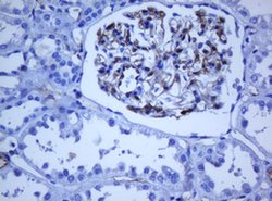 PECAM1 Monoclonal Antibody (OTI1F9), TrueMAB , OriGene 100 &mu;L; Unconjugated:Antibodies,
