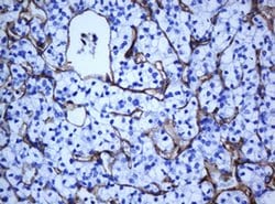 PECAM1 Monoclonal Antibody (OTI1F9), TrueMAB , OriGene 100 &mu;L; Unconjugated:Antibodies,