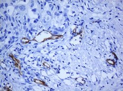 PECAM1 Monoclonal Antibody (OTI1F9), TrueMAB , OriGene 100 &mu;L; Unconjugated:Antibodies,