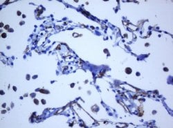 PECAM1 Monoclonal Antibody (OTI1F9), TrueMAB , OriGene 100 &mu;L; Unconjugated:Antibodies,