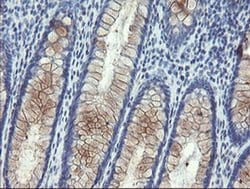 PECAM1 Monoclonal Antibody (OTI3B5), TrueMAB , OriGene 100 &mu;L | Buy Online | Origene Technologies | Fisher Scientific
