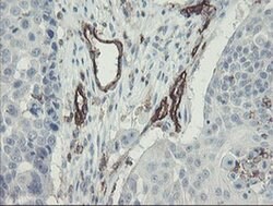 PECAM1 Monoclonal Antibody (OTI3G4), TrueMAB , OriGene 30 &mu;L; Unconjugated:Antibodies,