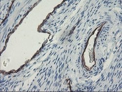 PECAM1 Monoclonal Antibody (OTI3G4), TrueMAB , OriGene 30 &mu;L; Unconjugated:Antibodies,