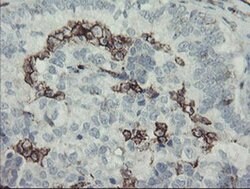 PECAM1 Monoclonal Antibody (OTI3G4), TrueMAB , OriGene 30 &mu;L; Unconjugated:Antibodies,