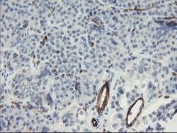 PECAM1 Monoclonal Antibody (OTI3G4), TrueMAB , OriGene 30 &mu;L; Unconjugated:Antibodies,