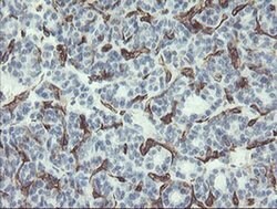 PECAM1 Monoclonal Antibody (OTI3G4), TrueMAB , OriGene 30 &mu;L; Unconjugated:Antibodies,